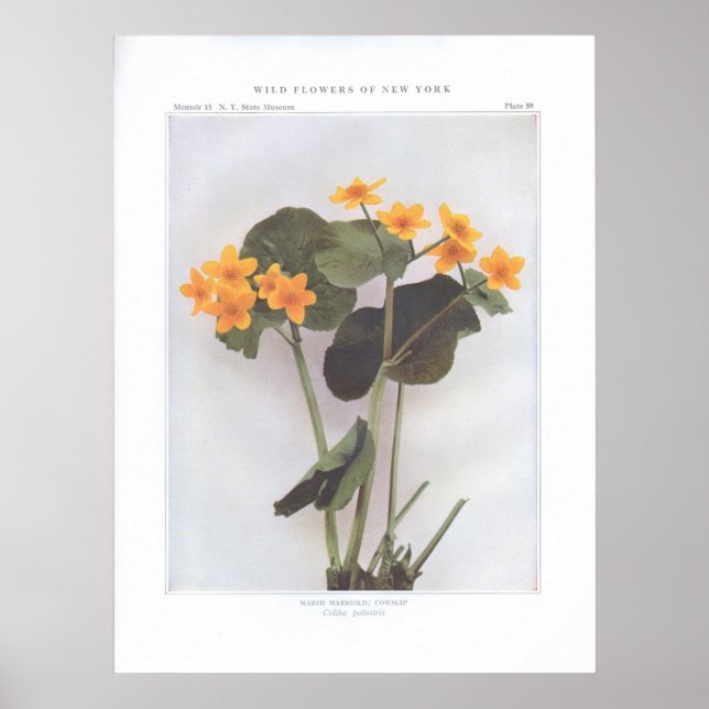 Póster Marsh Marigold; Cowlaps - Caltha palustris (Frente)