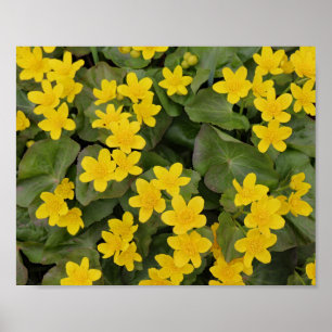 Póster Marsh Marigold en flor