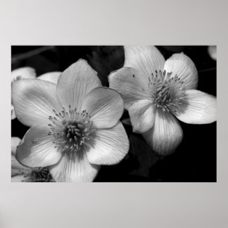 Póster Marsh Marigolds