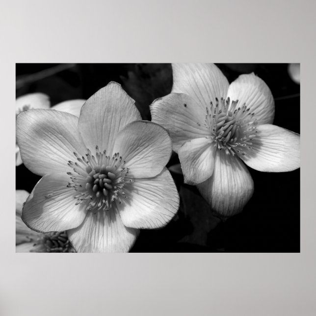 Póster Marsh Marigolds (Frente)