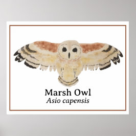 Póster Marsh Owl