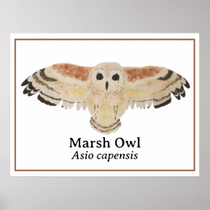 Póster Marsh Owl