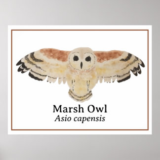 Póster Marsh Owl