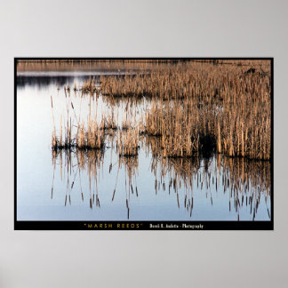 Póster Marsh Reeds