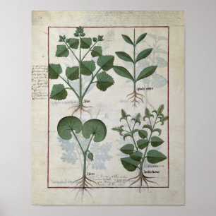 Póster Marshmallow & Hastula Regia Asarabacca &