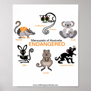 Póster Marsupiales