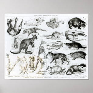 Póster Marsupialia, Monetremata, Edentata
