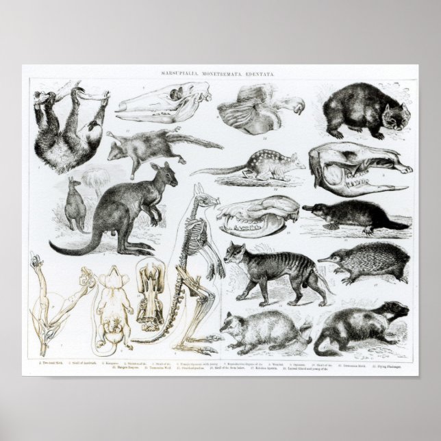 Póster Marsupialia, Monetremata, Edentata (Frente)