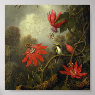 Póster Martin Johnson Heade - colibrí y pasión