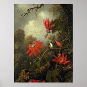 Póster Martin Johnson Heade - Hummingbird