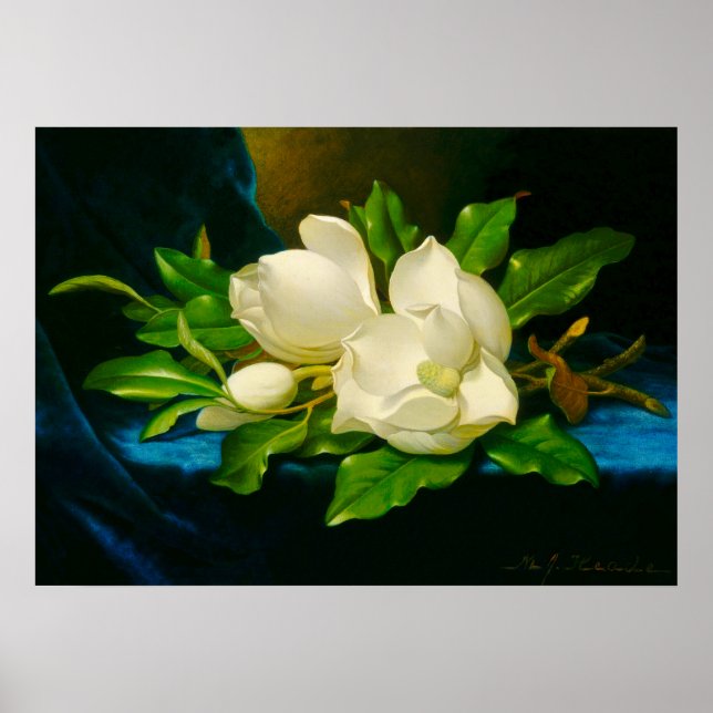 Póster Martin Johnson Heade - Magnolias sobre Velvet de O (Frente)