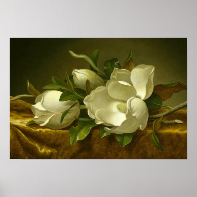 Póster Martin Johnson Heade - Magnolias sobre Velvet de O (Frente)