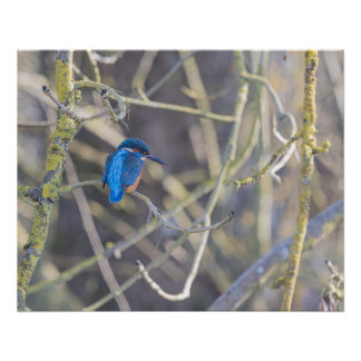 Póster Martin-pêcheur