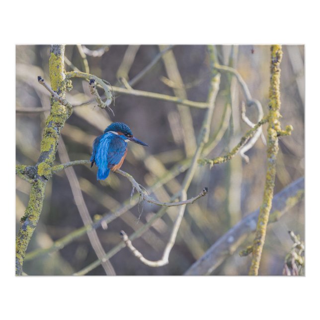 Póster Martin-pêcheur (Anverso)