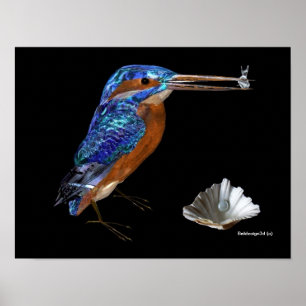 PÓSTER MARTÍN PESCADOR