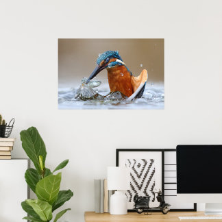 Póster Martín Pescador Alcedo Atthis cazando Luca Casale