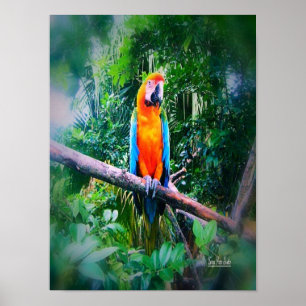 Póster Martinica Macaw