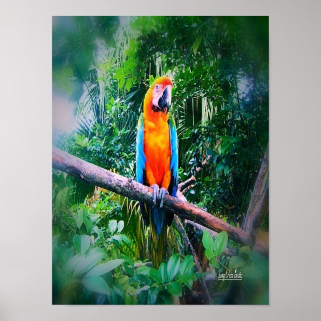 Póster Martinica Macaw (Frente)