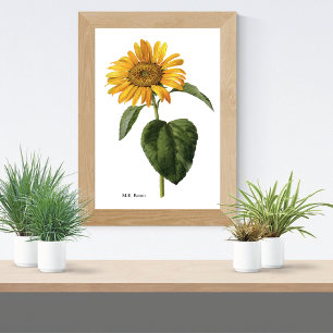 Póster Mary Eaton Botánica de Girasol