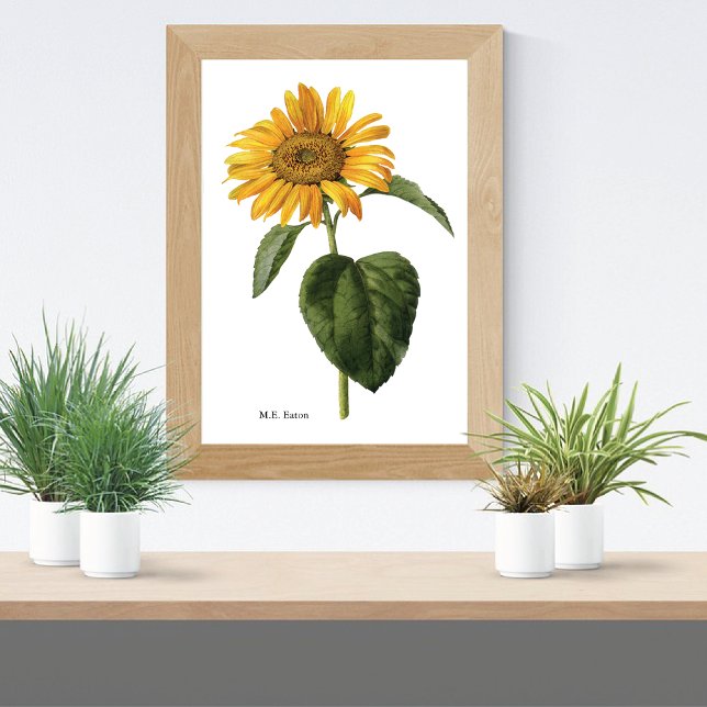Póster Mary Eaton Botánica de Girasol (Subido por el creador)