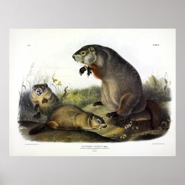 Póster Maryland Marmot, Woodchuck, Groundhog por Audubon (Frente)