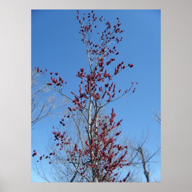 Póster Marzo 4_Árbol rojo colorido (Frente)