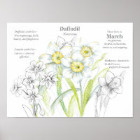 Marzo Cumpleaños Daffodils Flor de Nacimiento Mes