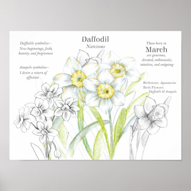 Póster Marzo Cumpleaños Daffodils Flor de Nacimiento Mes (Frente)