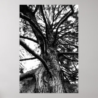 Póster Más alto de lo que crees