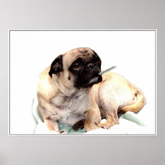 Póster Masa de pug con un termómetro poster (Frente)