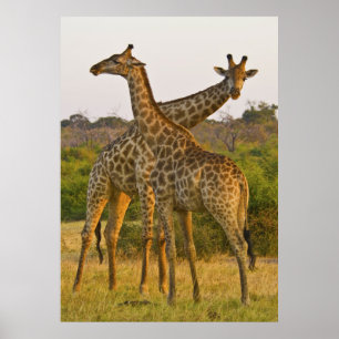 Póster Masai Giraffes Kenya África poster