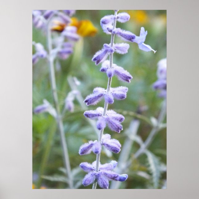 Póster Masaje ruso morado - Poster Perovskia (Frente)