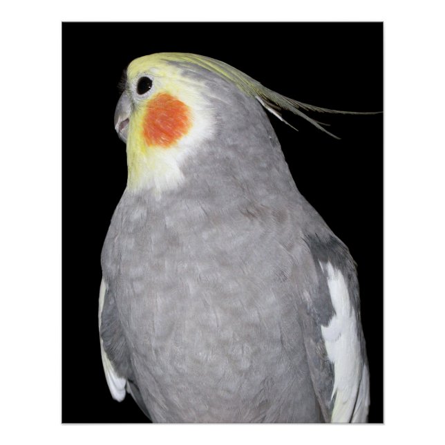Póster Mascota Bird Cockatiel Photo (Anverso)