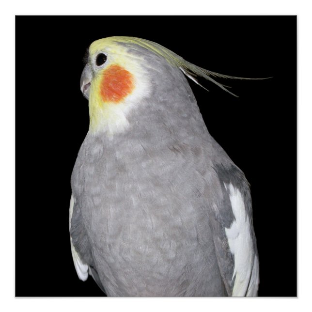 Póster Mascota Bird Cockatiel Photo (Anverso)