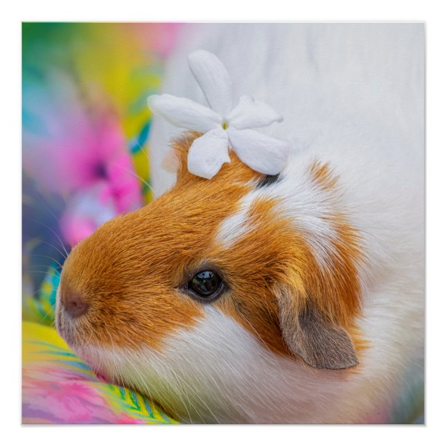 Póster Mascota de cerdo guineano (Anverso)