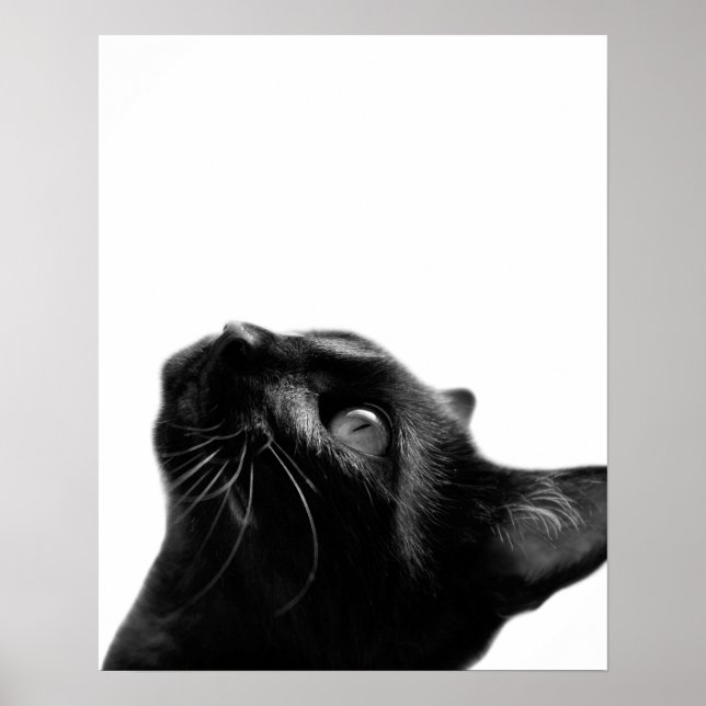 Póster Mascota de gato negro y blanco sala para niños con (Frente)