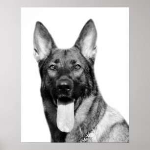 Póster Mascota de pastor alemán perro foto animal blanco