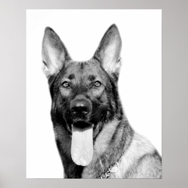 Póster Mascota de pastor alemán perro foto animal blanco  (Frente)