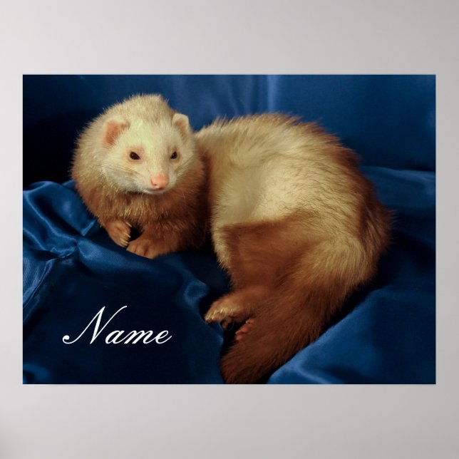 Póster Mascota Ferret personalizado (Frente)