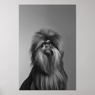 Póster Mascota Grooming Salon Boutique Affenpinscher Port