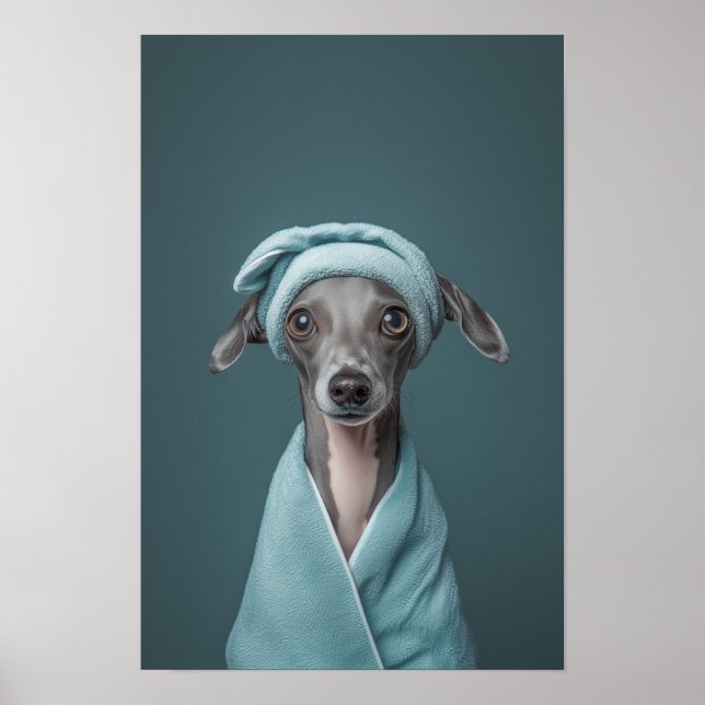 Póster Mascota Grooming Salon retrato italiano de Greyhou (Frente)