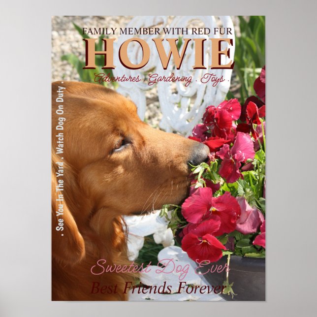 Póster Mascota Star Creative Poster (Frente)