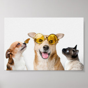Póster Mascotas