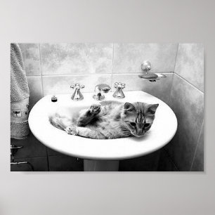 Póster mascotas kitten animales adorables