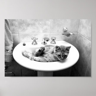 Póster mascotas kitten animales adorables