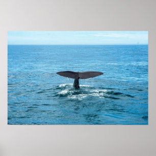 Póster Mascotas y otros animales - aleta de la ballena