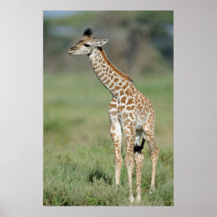 Póster Massai Giraffe Baby