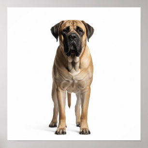 Póster Mastiff Art