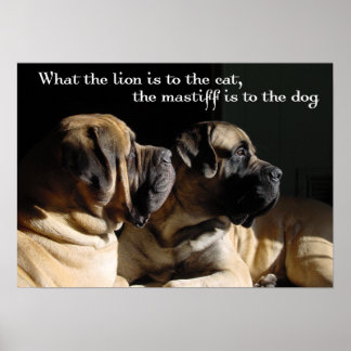 Póster Mastiff Pair Poster