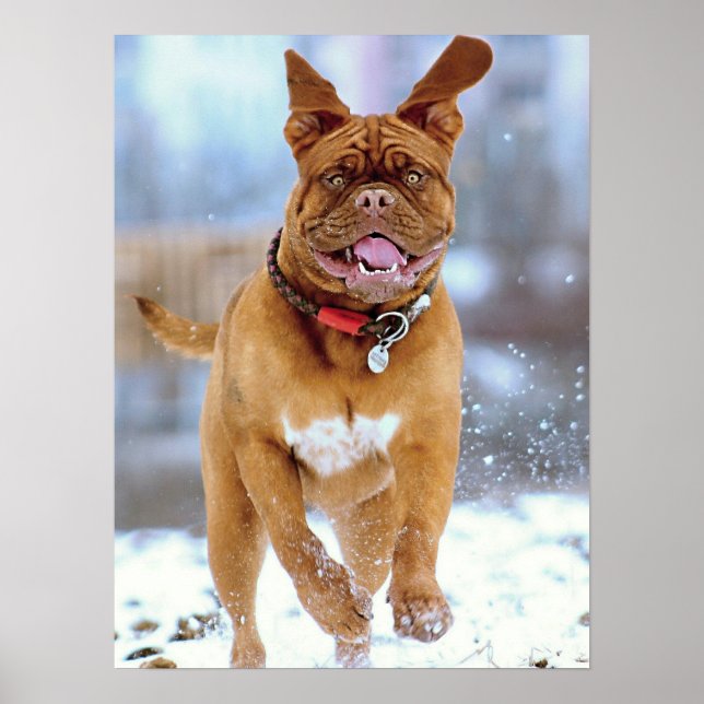 Póster Mastiff Plus (Frente)